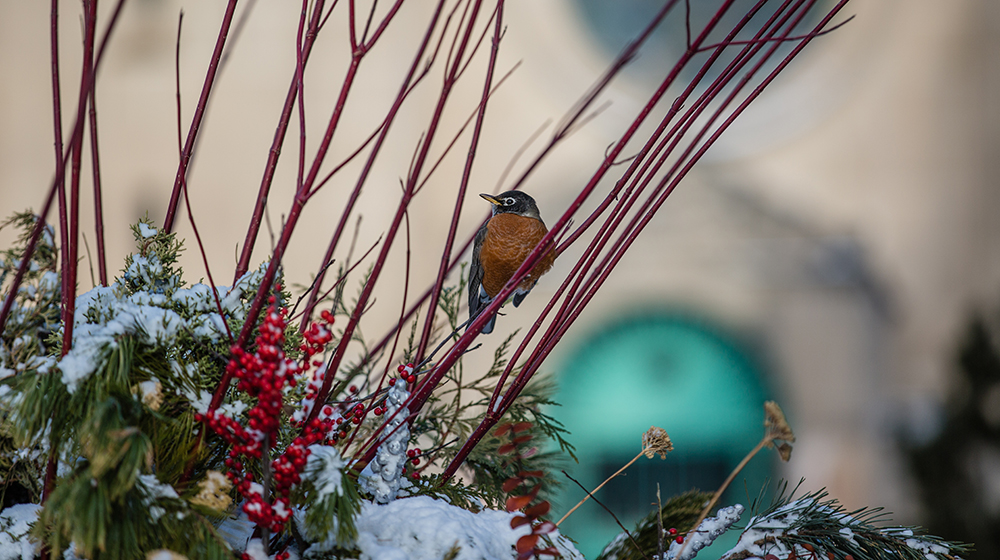 Photo shows robin sitting on branches above snow with green ceremonial doors in the background